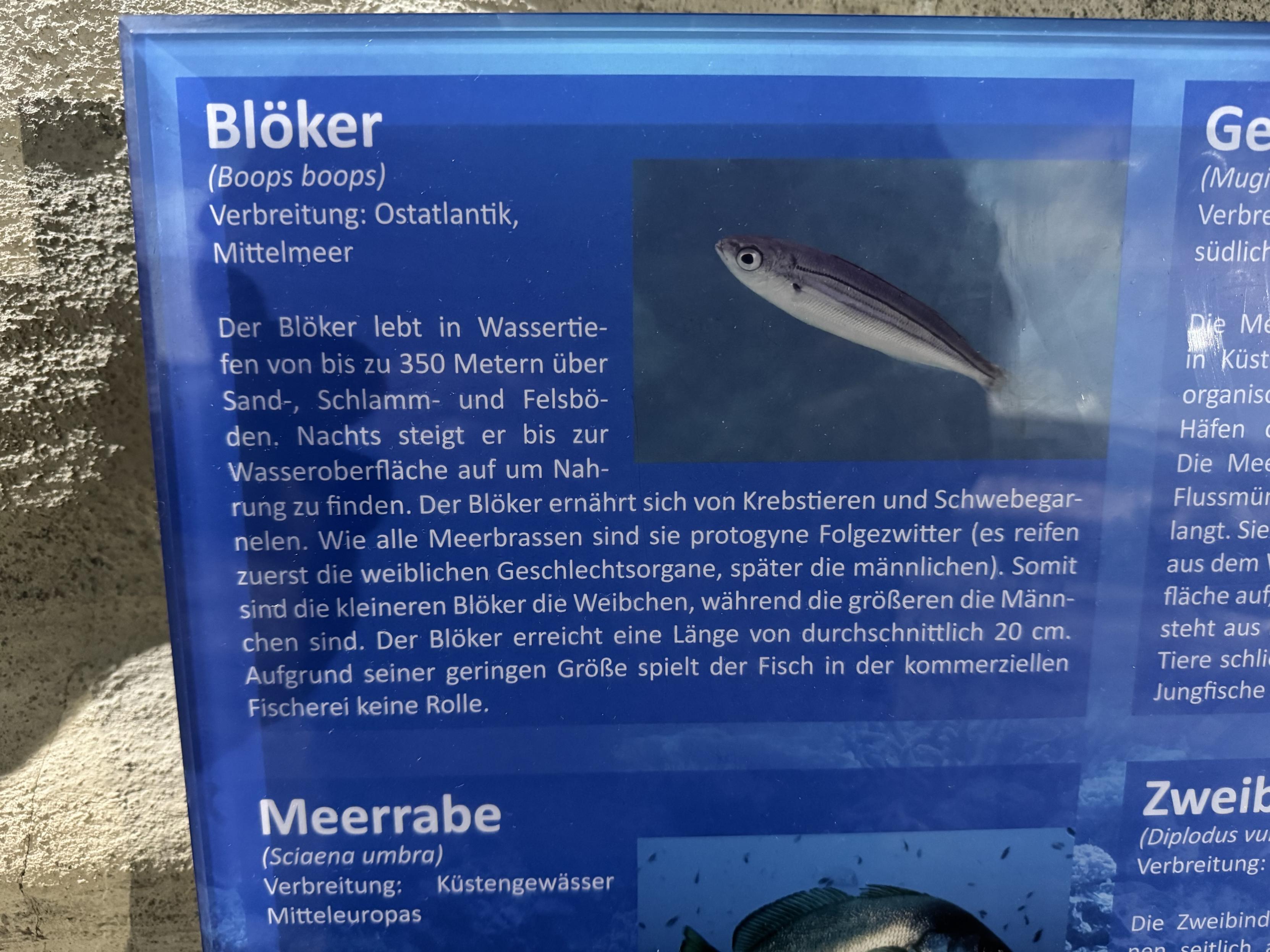Schild in einem Aquarium über den Blöker, lat. 'boops boops', ein kleiner Fisch im Atlantik und Mittelmeer.